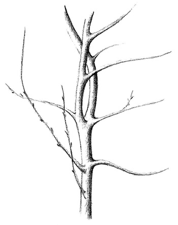 il·lustració de Josefina Sánchez Paniagua