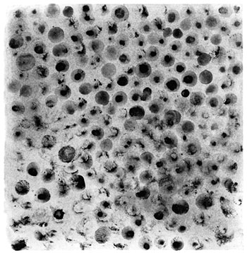 il·lustració de Montserrat Senserrich